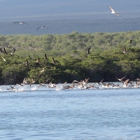 Ecuador, Galapagos, Santa Cruz Mangrove