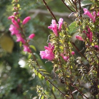 Ecuador, Otavalo