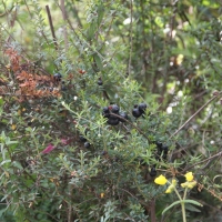 Ecuador, Otavalo