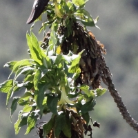 Ecuador, Antisana