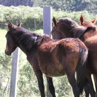 Ecuador, Antisana