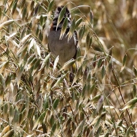 Ecuador, Antisana