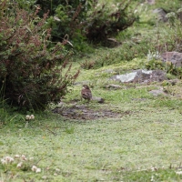 Ecuador, Antisana