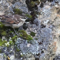 Ecuador, Antisana