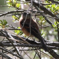 Ecuador, Antisana