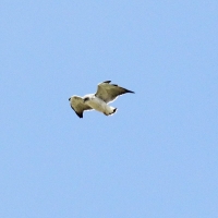 Ecuador, Antisana