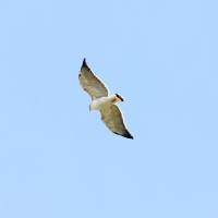 Ecuador, Antisana