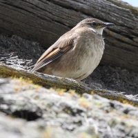 Ecuador, Antisana