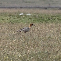 Ecuador, Antisana