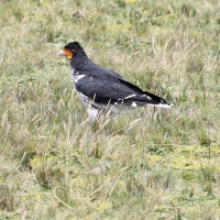 Ecuador, Antisana