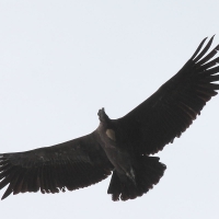 Ecuador, Antisana