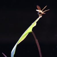 Ecuador, Amazon