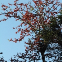 Ecuador, Amazon