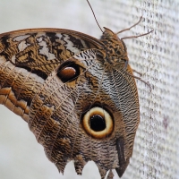 Ecuador, Amazon