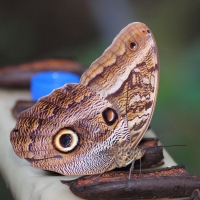 Ecuador, Amazon