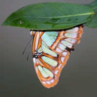 Ecuador, Amazon