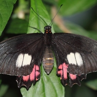 Ecuador, Amazon