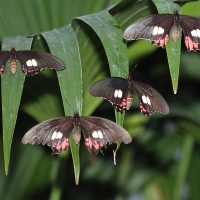 Ecuador, Amazon