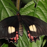 Ecuador, Amazon