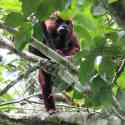 Ecuador, Amazon