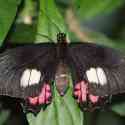 Ecuador, Amazon