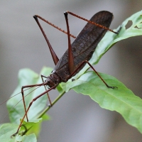 Ecuador, Amazon