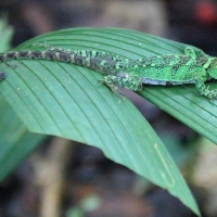 Ecuador, Amazon