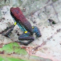 Ecuador, Amazon