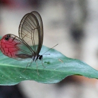 Ecuador, Amazon