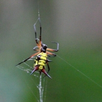 Ecuador, Amazon