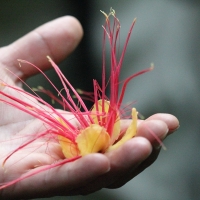 Ecuador, Amazon