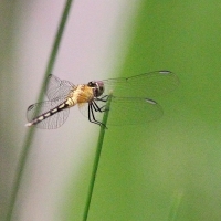 Ecuador, Amazon