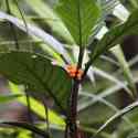 Ecuador, Amazon