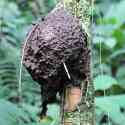 Ecuador, Amazon