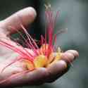 Ecuador, Amazon