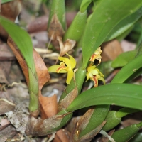 Ecuador, Amazon