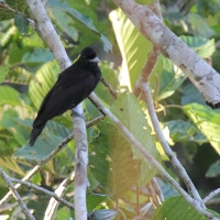 Ecuador, Amazon