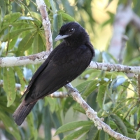 Ecuador, Amazon