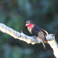 Ecuador, Amazon