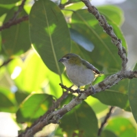 Ecuador, Amazon