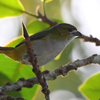 Ecuador, Amazon