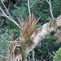 Ecuador, Amazon