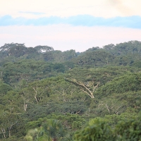 Ecuador, Amazon