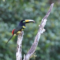 Ecuador, Amazon