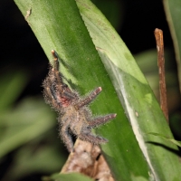 Ecuador, Amazon