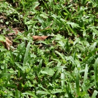 Ecuador, Amazon