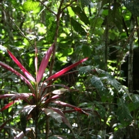 Ecuador, Amazon