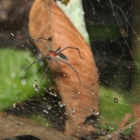 Ecuador, Amazon