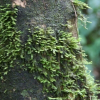 Ecuador, Amazon