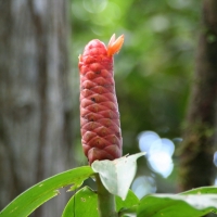 Ecuador, Amazon